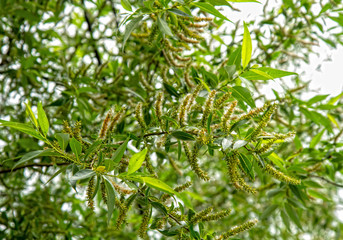 spring willow fluff