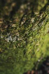 Moss on tree