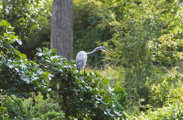A heron on a tree