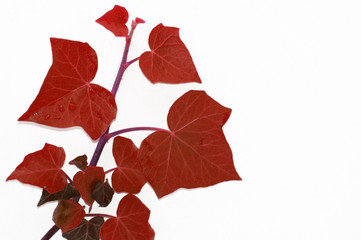 Blatt des Efeu Hedera helix Freisteller