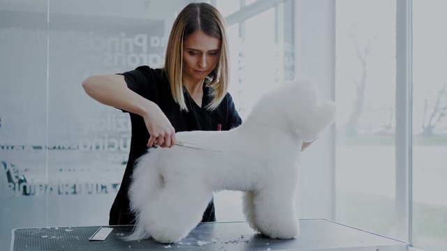 Bichon Fries at a dog grooming salon
