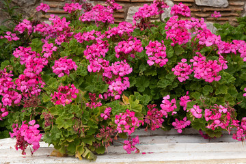 Pink Pelargonium peltatum plant also known as geranium blooming in summer garden.