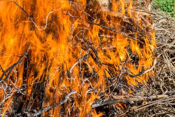 Bush on fire outdoor. Burning dry grass. Fire and smoke. background conceptual Dangerous fires and smokes