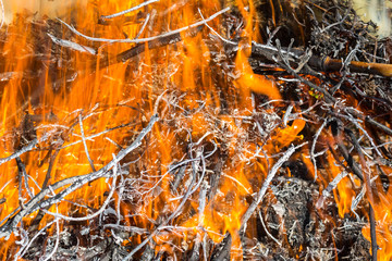 Bush on fire outdoor. Burning dry grass. Fire and smoke. background conceptual Dangerous fires and smokes