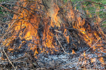 Bush on fire outdoor. Burning dry grass. Fire and smoke. background conceptual Dangerous fires and smokes
