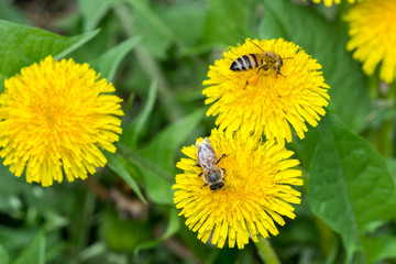 Two bee closeup on dandelion, daylight sunny weather