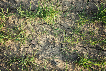 Ecology concept. Rising sprouts on dry ground