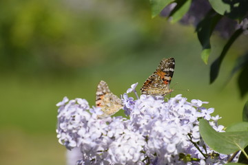 Butterfly Vanessa cardui on lilac flowers. Pollination blooming lilacs.