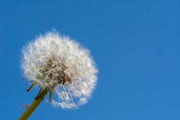 Dandelion. blue sky on background and dandelion. Dandelions full of seeds ready to fly, close up sunny day