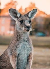 kangaroo in nature