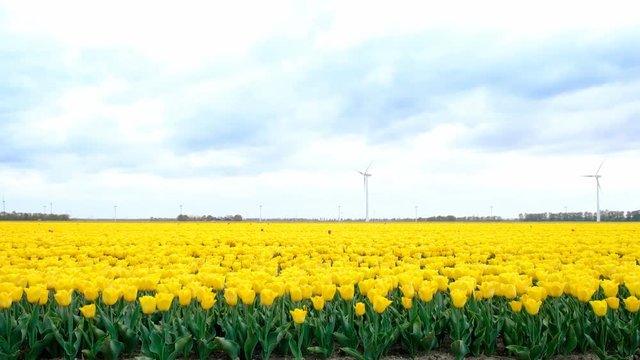 Yellow tulips growing in a field during springtime in Holland with clouds moving fast over the field and wind turbines in the background. The camera is sliding.