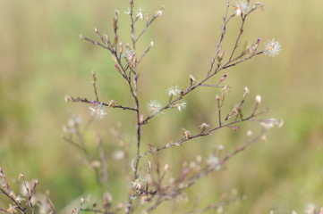 wild flowers in spring