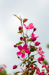 Background blooming beautiful pink cherries in raindrops on a sunny day in early spring close up, soft focus