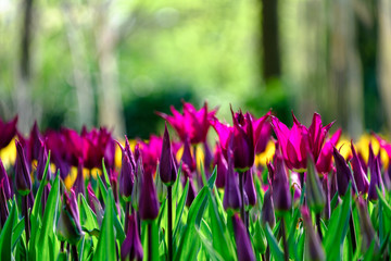 Tulips in vibrant colours in  Lisse, Netherlands. Photographed in HDR high definition.