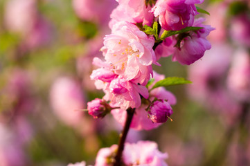 Background blooming beautiful pink cherries in raindrops on a sunny day in early spring close up, soft focus