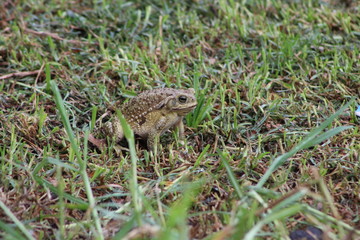 Sapo comiendo en el campo