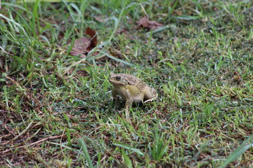 Sapo comiendo en el campo