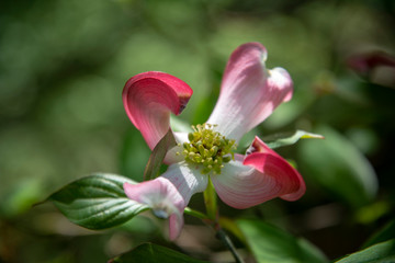 Dogwood at the Lee Garden Pond in  the Azalea collections at the U.S. National Arboretum in Washington, DC