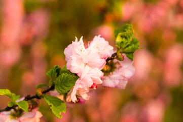 Background blooming beautiful pink cherries in raindrops on a sunny day in early spring close up, soft focus