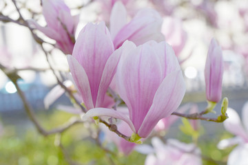 Fototapeta na wymiar Blooming magnolia flower tree in nature.