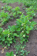 Blooming strawberries. Sunny day. Green foliage and white flowers. Around fly butterflies and insects. Grows on black earth. Village garden. Krasnodar region.