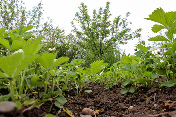 Flowering strawberries, growing on black soil.  Green foliage and white flowers. Trees in the background. Around fly butterflies and insects. Sunny day. It's spring. Village garden. Krasnodar region.