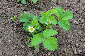 Blooming strawberries. Sunny day. Green foliage and white flowers. Around fly butterflies and insects. Grows on black earth. Village garden. Krasnodar region.