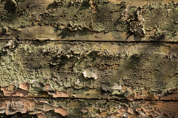 Shabby rotting boards with paint residues