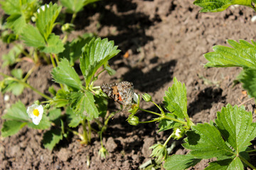 Strawberries are blooming. Sitting on the flowers, the butterfly Bead, with orange wings. Sunny day. Green foliage and white flowers. Grows on black earth. Village garden. Krasnodar region.