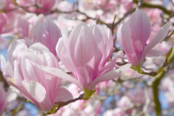 Obraz na płótnie Canvas Blooming magnolia flower tree in nature.