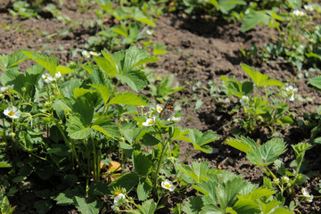Strawberries are blooming. Sitting on the flowers, the butterfly Bead, with orange wings. Sunny day. Green foliage and white flowers. Grows on black earth. Village garden. Krasnodar region.