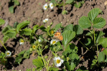 Strawberries are blooming. Sitting on the flowers, the butterfly Bead, with orange wings. Sunny day. Green foliage and white flowers. Grows on black earth. Village garden. Krasnodar region.