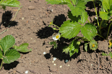 Strawberries are blooming. On flowers sits bee. Sunny day. Green foliage and white flowers. Grows on black earth. Village garden. Krasnodar region.