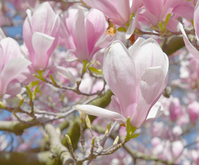 Blooming magnolia flower tree in nature.