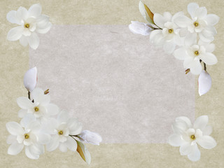 Magnolia flower isolated on paper background.