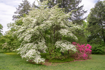 Blooming dogwood tree at the at the U.S. National Arboretum in Washington, DC.