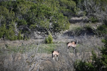 Two Gemsbok antelope staring at the camera portrait