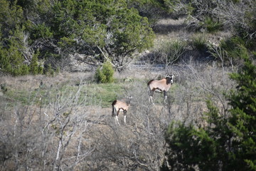 Two Gemsbok antelope staring at the camera portrait