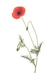 Wild red poppy flower, Papaver rhoeas, with long stem, buds and leaves, isolated on white...
