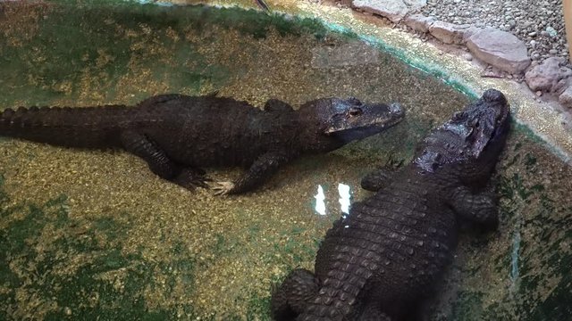 The black caiman (Melanosuchus niger) - a species of large crocodilian and, along with the American alligator, is one of the biggest extant members of the family Alligatoridae and order Crocodilia.