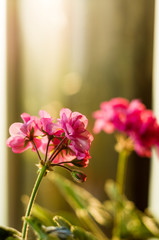 Lovely pink Pelargonium Geranium flowers, close up