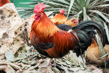 Rooster with bright plumage.