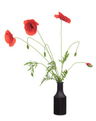 Wild red poppy flowers, Papaver rhoeas in black vase with buds, in blue glass vase. Isolated on white background. Rustic arrangement.
