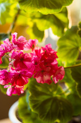Lovely pink Pelargonium Geranium flowers, close up
