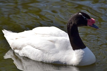 Black-necked swan on a spring day