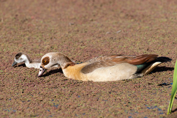 Ouette d'Égypte, oie d'Egypte , Alopochen aegyptiaca, Afrique