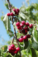 cherry berries on a tree branch