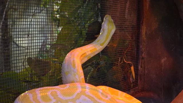 An albino Burmese python (Python bivittatus). The yellow snake in the zoo. The life of dangerous reptile in the theterarium.