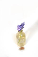 isolated hyacinth in a glass water bottle in a white key
