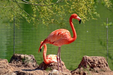 Two pink flamingos on the rocks